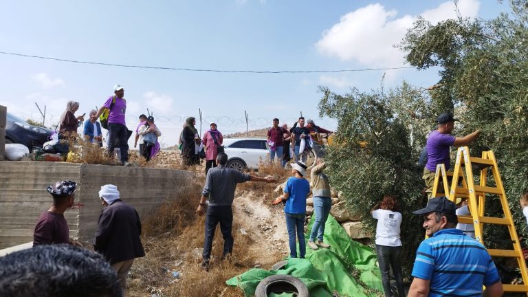 Al-Tawani Olive Harvest October 2022 1